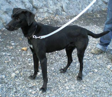 KAISER - x labrador/épagneul noir 10 ans suite à accident (5 ans de refuge) - Refuge de Digne (04) Chien%2520noir