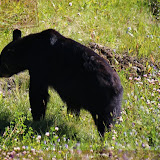 Urso Negro - Estrada para Watson Lake, Yukon, Canadá
