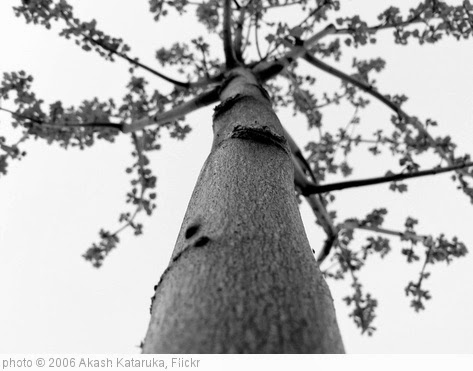 'tree' photo (c) 2006, Akash Kataruka - license: http://creativecommons.org/licenses/by-nd/2.0/
