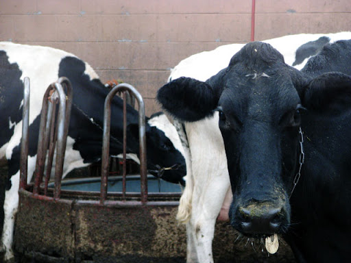 The cows at Robthom Farms in Springfield are milked twice a day. (Photo credit: Jennifer Moore)
