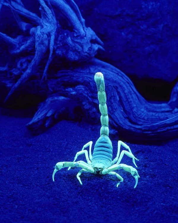 1- Escorpiões brilham quando expostos à luz ultravioleta 1- Escorpiões brilham quando expostos à luz ultravioleta