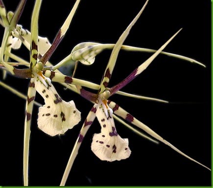 OR Brassia gireoudiana OR Brassia gireoudiana