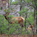Elk na floresta, saindo do Grand Canyon - AZ