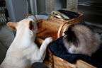 Francesca! Vivaldi is napping on our cloths again!