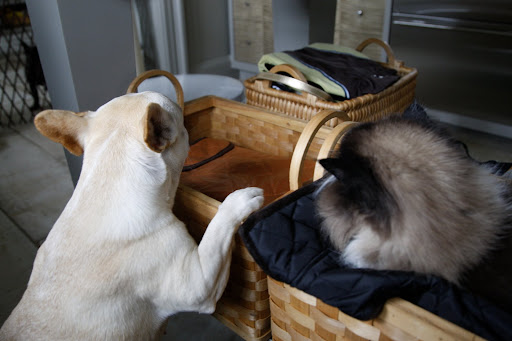 Francesca! Vivaldi is napping on our cloths again!