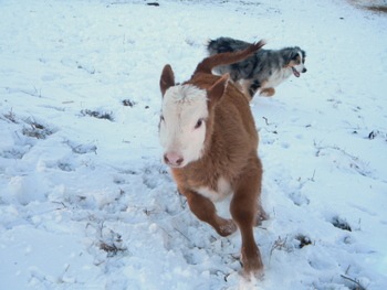 [snow111422.jpg]