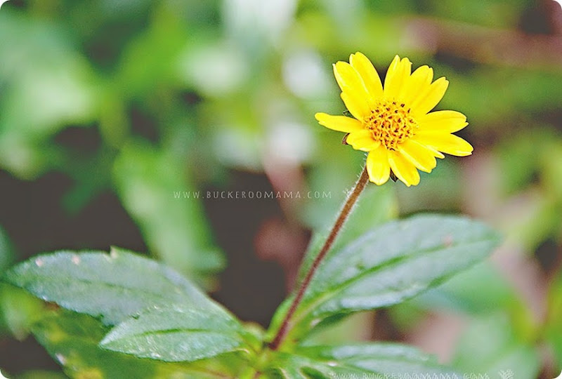 Wild-flower-(1) Wild-flower-(1)