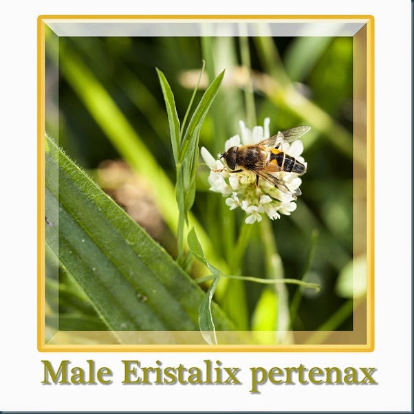 eristalix