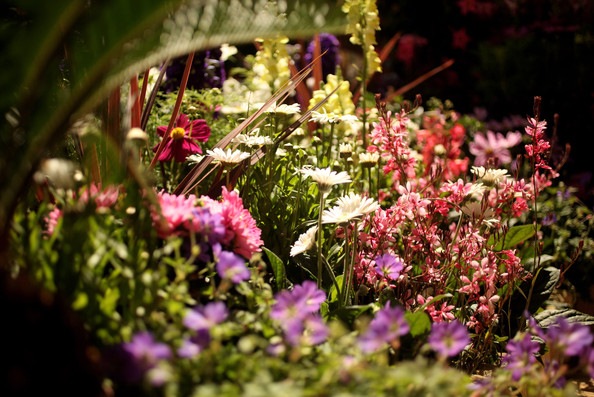 [Adore%2520The%2520Stunning%2520Floral%2520Display%2520At%2520The%2520Famous%2520Hampton%2520Court%2520Flower%2520Show%255B7%255D.jpg]