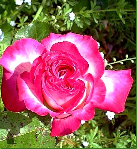 Rosa RINA HERHOLD Rosa RINA HERHOLD