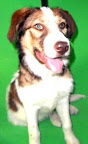 Elvis