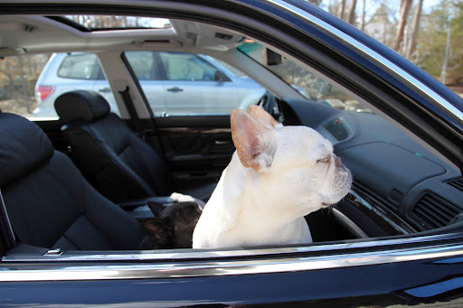I also just want to get moving.  Dogs love riding in cars because of all the interesting smells coming in through the window!  It makes us feel like we're on the hunt!
