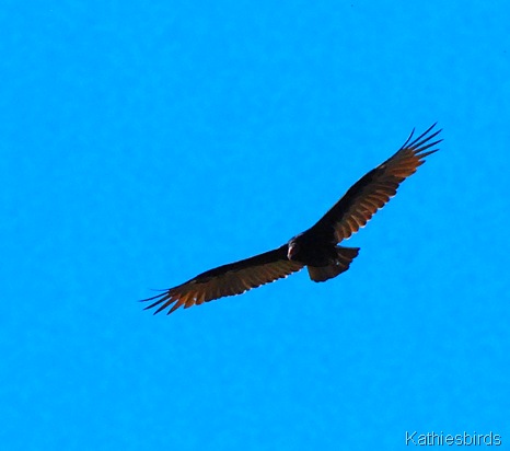 2. turkey vulture-kab