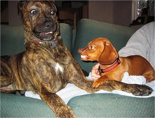 doggy