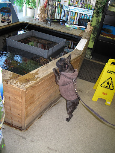 I can see some more turtles in this pond.