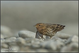 Pispola-gola-rossa---Red-Throated-Pipit-(Anthus-cervinus)-041611__DM37792