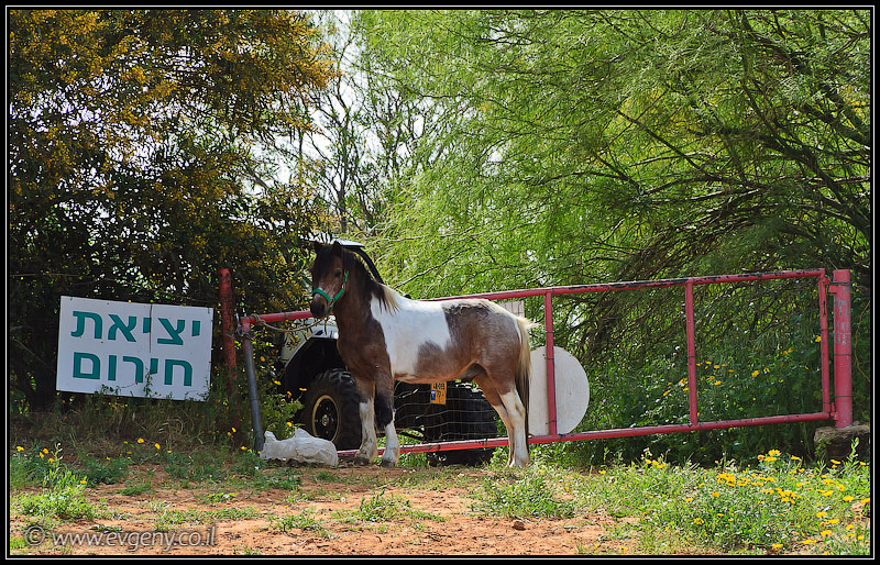 il/Фото: Stallion Show 2011 (20110416 stllion show 121 1979)
