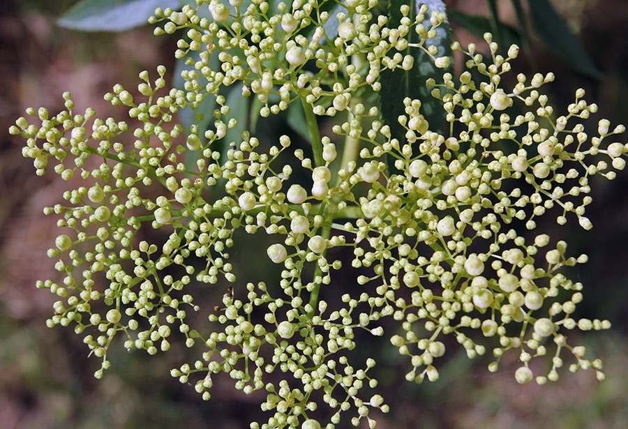 [110527_sambucus_nigra_09%255B2%255D.jpg]