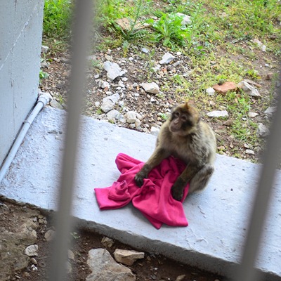 gibraltar12