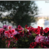 Morges