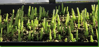 Cactus 10 Cactus 10