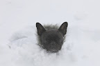 There's snow and then there's snow!  Let's go back inside.  So much for the new white snow parkas. 13