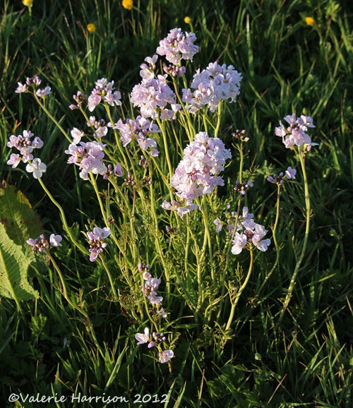 [10-double-cuckoo-flower%255B2%255D.jpg]