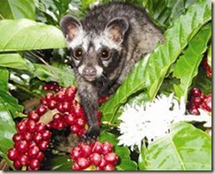 weasel coffee berries