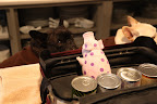 Of course, G.K.  You can borrow my favorite oinking pig.