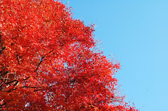 五老スカイタワー裏の広場にあった紅葉 DSC_0021.jpg