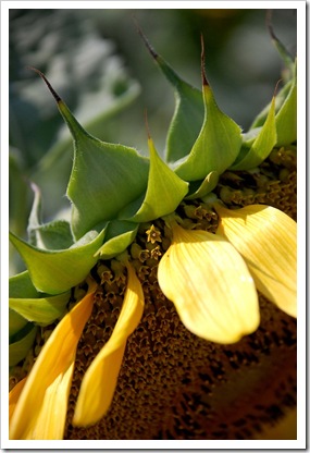 Sunflower Stamen
