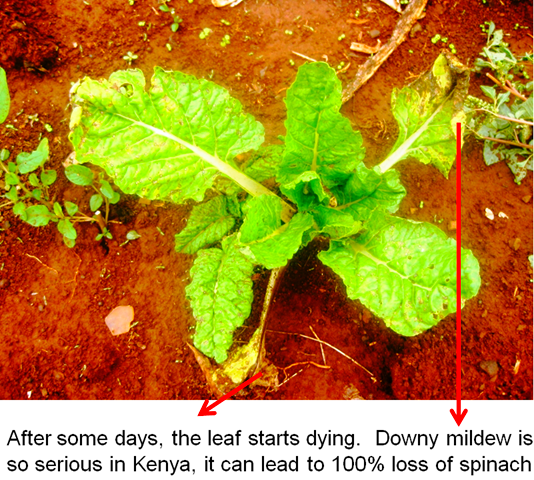 [downy%2520mildew%2520in%2520spinach%25202%255B8%255D.png]