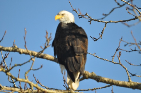 DSC_0094.jpg DSC 0094