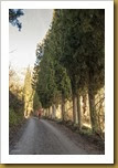 viale di cipressi 05