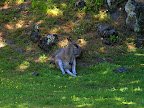 Yeah! I finally saw the real life kangaroo in New Zealand. But they are much smaller in size than I expected.