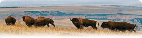 buffalo buffalo
