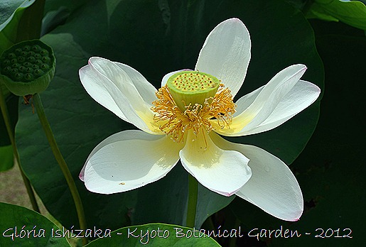 Glória Ishizaka - Flor de Lótus -  Kyoto Botanical Garden 2012 - 9