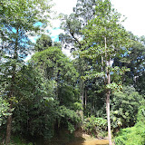 写真3　アカシアプランテーション内の河川 / Photo3 A creek runs through acacia plantation.