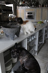 I'm outta here!  Those Frenchies can be so mean to a poor sweet cat.