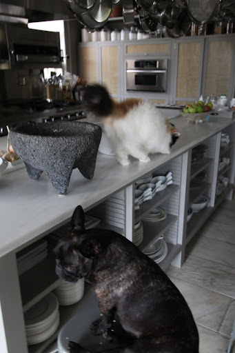 I'm outta here!  Those Frenchies can be so mean to a poor sweet cat.
