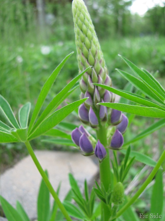 [Lupines%255B8%255D.jpg]
