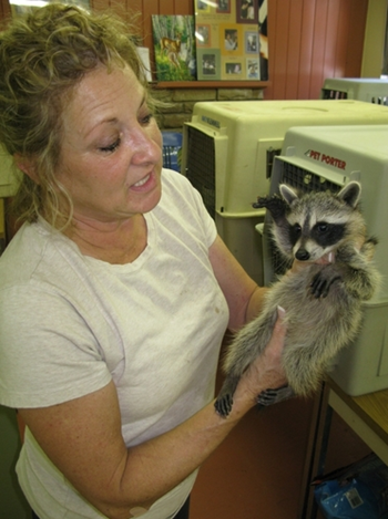It's not only people suffering from the 2011 drought in Texas. Susan Edwards, manager of Wildlife Rescue, holds a juvenile raccoon. The raccoon should at least be double in size, but its mother's milk was lacking needed nutrients. John Burnett / NPR