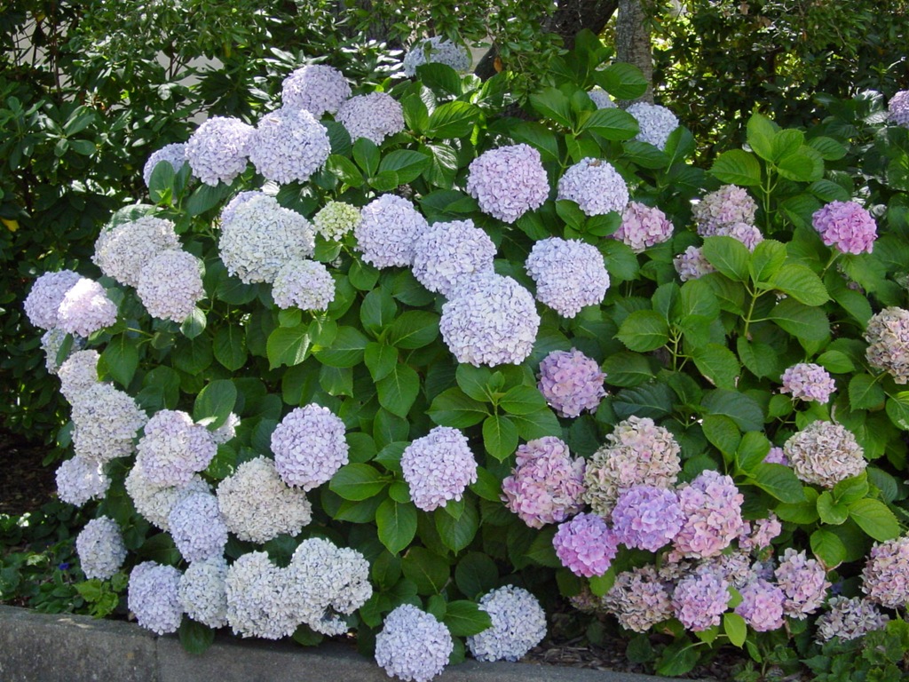 [Bigleaf_Hydrangea5.jpg]