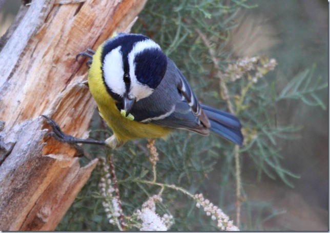 degener_blue_tit1