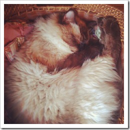 cat nap