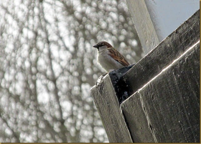 IMG_3475 IMG_3475