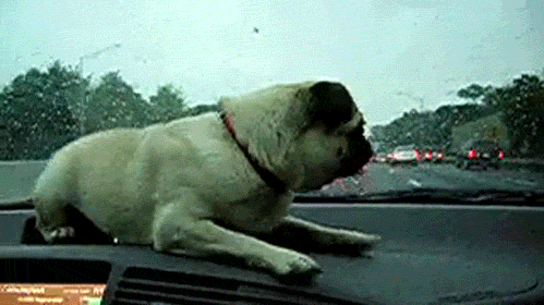 [gifmovie1%255B5%255D.gif]