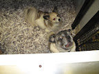 Marc has beautiful puppies and they wanted to play with us, but the store was so crowded with customers.