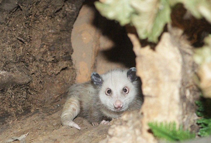 [Cross-Eyed-Opossum6.jpg]