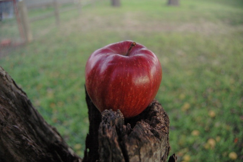 [day%25203%2520apple%2520016%255B3%255D.jpg]